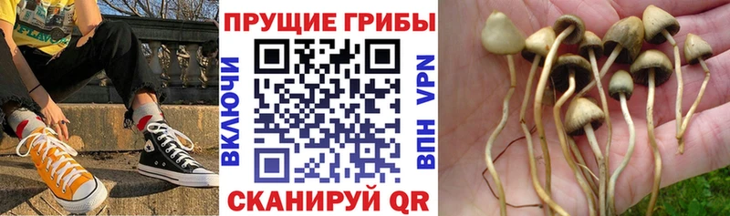KRAKEN ONION  это формула  Псилоцибиновые грибы прущие грибы  Минусинск 